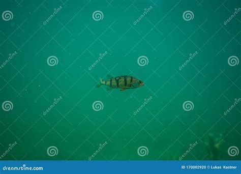 Sun Perch Under Water With Some Lake Grass Beautiful Fish Under Water