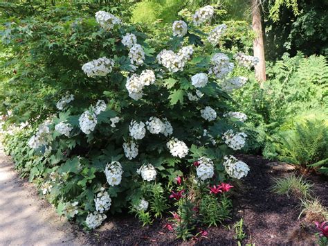 Eichenblättrige Hortensie Eichenblatt Hortensie Alice Hydrangea