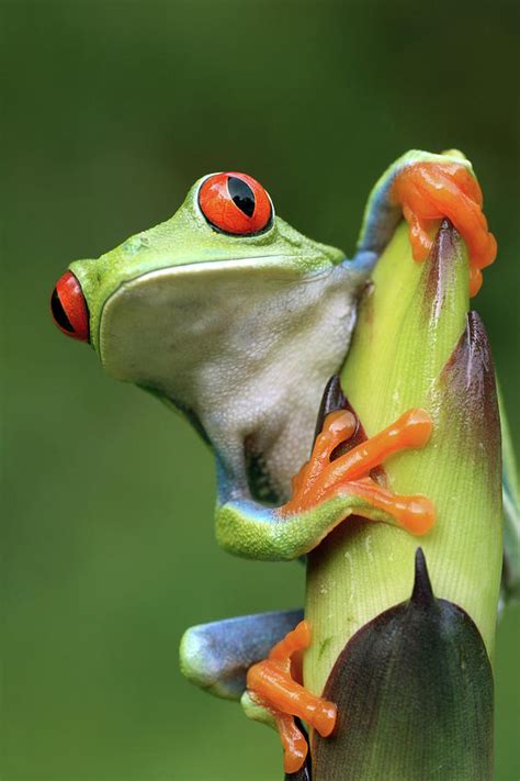 Red Eyed Tree Frog Photograph By Mark Kostich