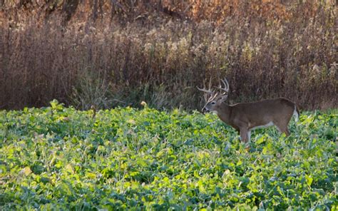 Creating Whitetail Sanctuaries With The Drurys The Gamekeepers Of