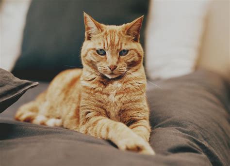 Feline Hyperesthesia Syndrome Twitchy Cat Disease Petmd