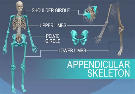 Diferencia Entre Esqueleto Axial Y Apendicular Con Tabla Mira La