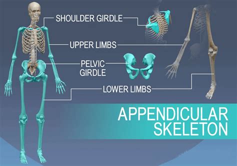 Esqueleto Axial Y Apendicular Abstractor