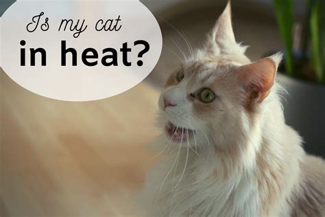 How To Spay A Cat In Heat Cat Meme Stock Pictures And Photos