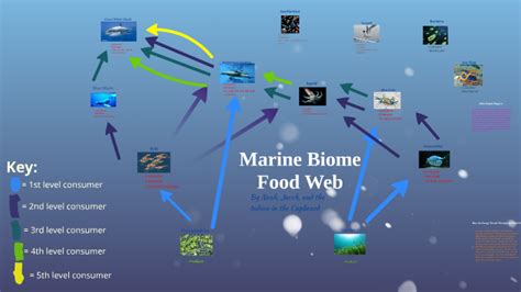 Ocean Biome Food Pyramid