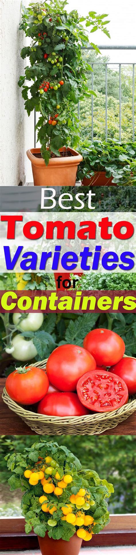 Best Tomato Varieties For Containers Tomato Garden Growing Tomatoes