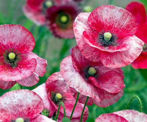 Types Of Poppies 16 Of The Most Beautiful Annual