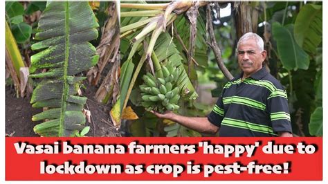Vasai Banana Farmers Happy Due To Lockdown As Crop Is Pest Free Youtube