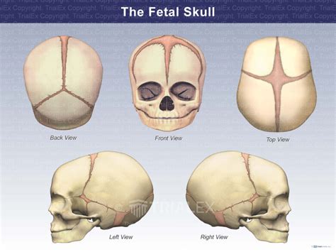 The Fetal Skull Trial Exhibits Inc