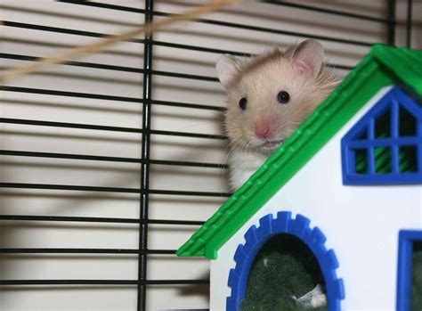 Take Home A New Hamster How To Take Care Of A Hamster