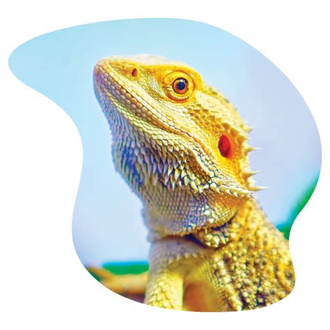 Choose a pack option below and then enter email promo code in checkout to. Reptile Programs - VIA Aquarium NY