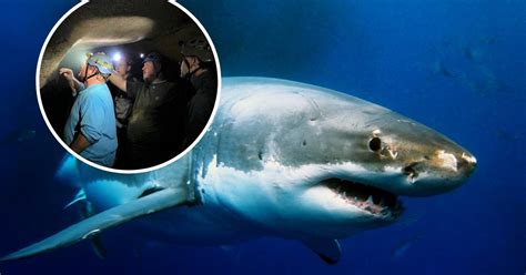 Million Year Old Remains Of Giant Shark Discovered In Kentucky Cave Small Joys