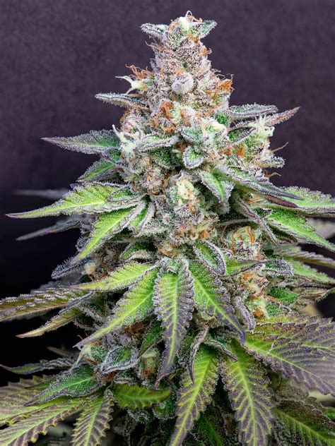 Leafly's faves 2019: cannabis flower | Leafly