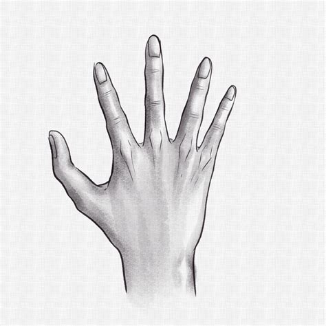 How To Draw Realistic Hands Draw Hands Step By Step Drawing Guide