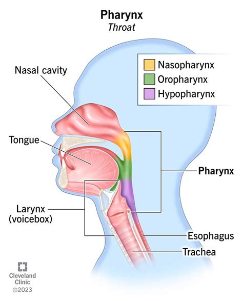 Pharynx And Larynx
