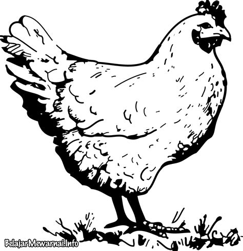 Sebagian besar ayam dipelihara dan diternakan untuk dimanfaatkan daging. Mewarnai Gambar Ayam - Mewarnai Gambar
