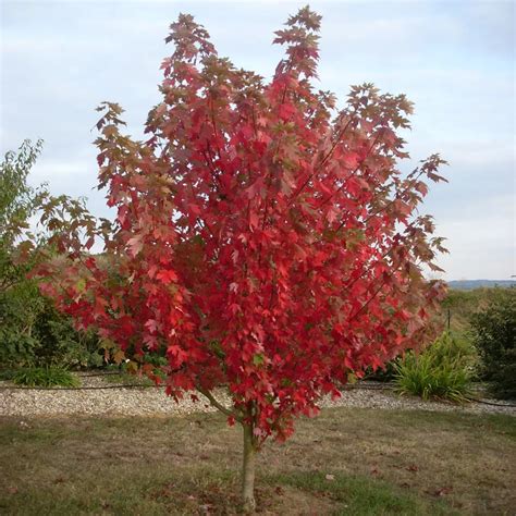 Cwf 7 Gallon Cwf Native Tree Maple Acer Rubrum The Home Depot Canada