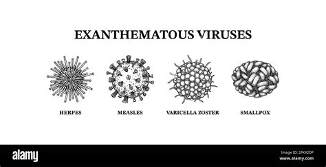 Exanthematous Viruses Hand Drawn Set Of Microorganisms Scientific