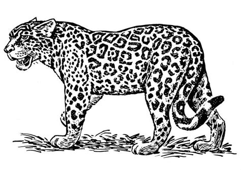 Zum beispiel ein schrank oder ein tisch, ein mensch oder ein tier. Ausmalbild Jaguar Tier | Jaguar animal, Line drawing, Jaguar