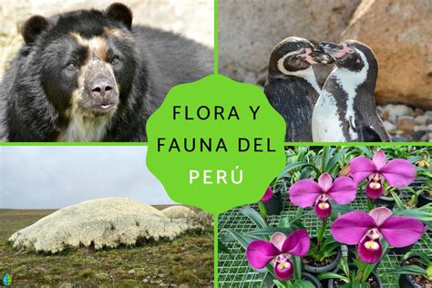 Flora Y Fauna Del Perú Características Y Especies