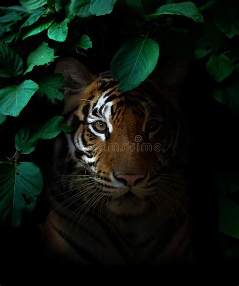 753 Jungle Tiger Rainforest Stock Photos Free And Royalty Free Stock