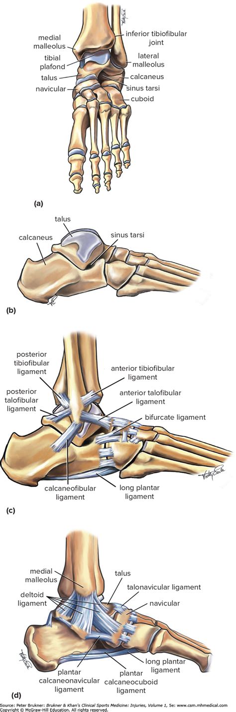Acute Ankle Injuries Brukner And Khans Clinical Sports Medicine