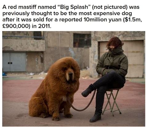 Worlds Most Expensive Dog ~ Damn Cool Pictures