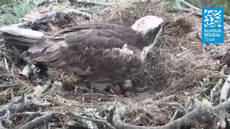 Second Osprey Egg At Loch Of The Lowes Youtube