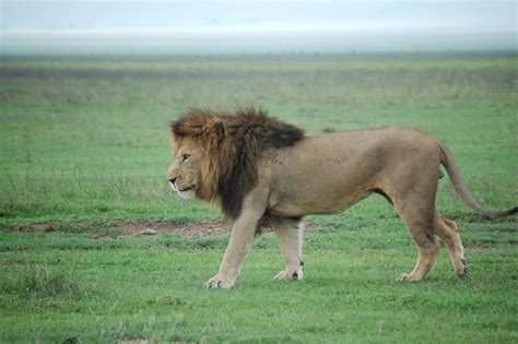 The Male Lion Walk After Mating Safari Photography Male Lion Safari