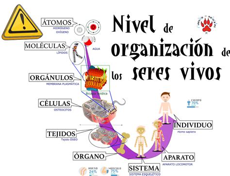 Niveles De Organizacin De Los Seres Vivos Organizacion