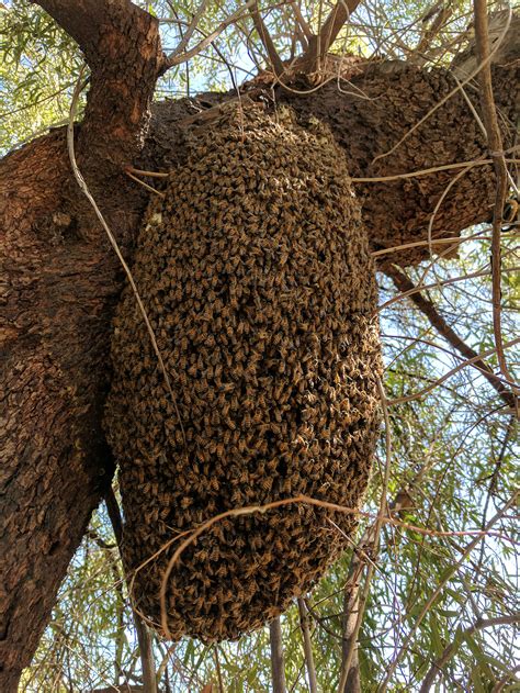Pictures Of Bee Hives In Trees Beehive Inside Fallen Cottonwod Tree