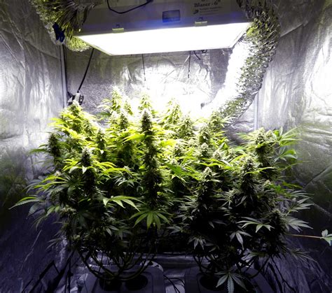 Maybe you would like to learn more about one of these? How to Select the Best Grow Light for Indoor Growing - LED ...