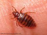 Most Effective Bed Bug Control Pictures