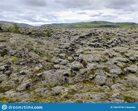 Huge Old Lava Fields Overgrown With Icelandic Moss In An Open Air Stock