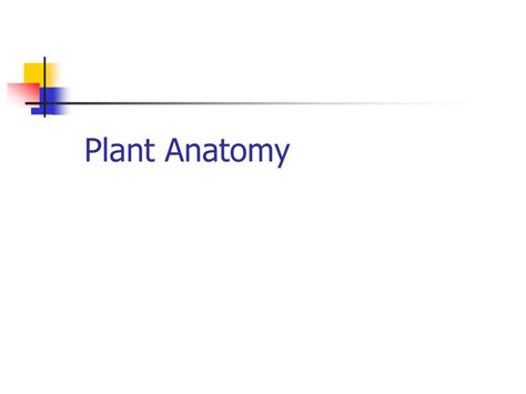 Ppt Plant Anatomy Powerpoint Presentation Free Download Id334971