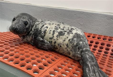 Images Of Baby Seals