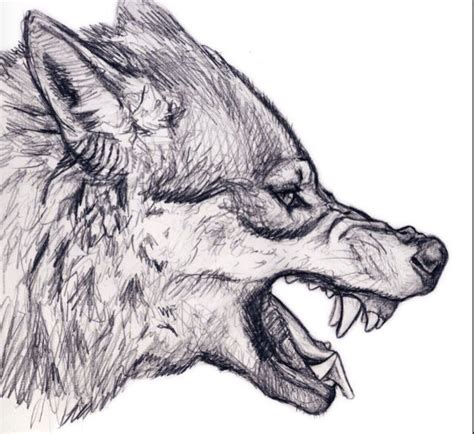 What i am looking for are the directions of the hair in each area and the darkness. Detailed angry wolf | Wolf drawings | Pinterest | Angry ...