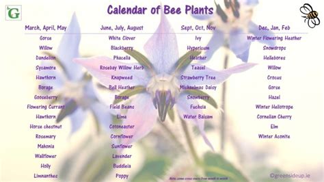 See how to grow lavender. What Can I Plant In My Garden To Help Honey Bees?