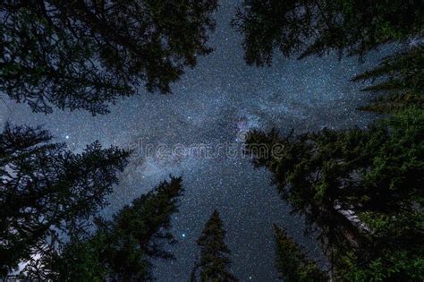 Pine Trees With With Milky Way In The Night Sky Stock Image Image Of