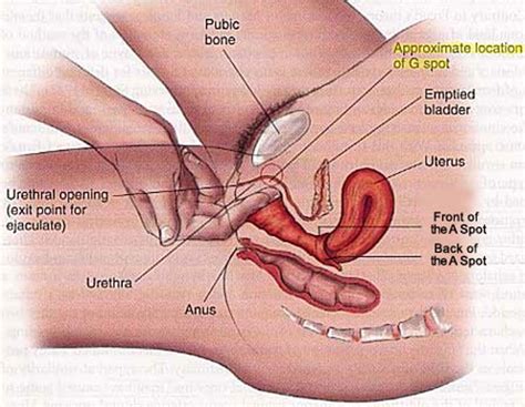 Female G Spot Orgasms