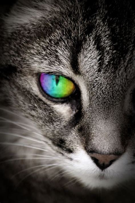 If Only I Were This Cat~em♥ Eye Color Green Blue Amber Purple