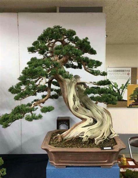 Maybe you would like to learn more about one of these? Pin by Bagus Wijaya on Bonsai.insp3 | Bonsai tree, Juniper ...