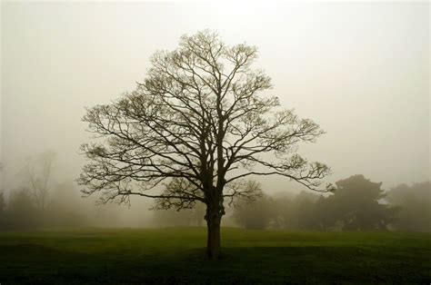 Fog Free Stock Photo - Public Domain Pictures