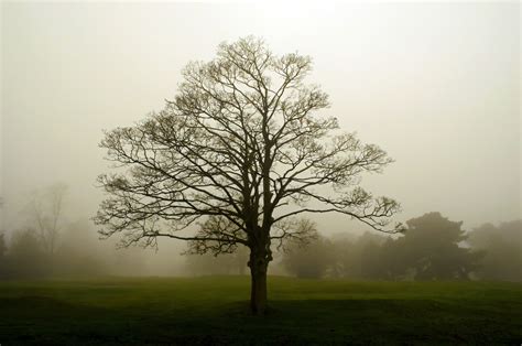 Fog Free Stock Photo Public Domain Pictures