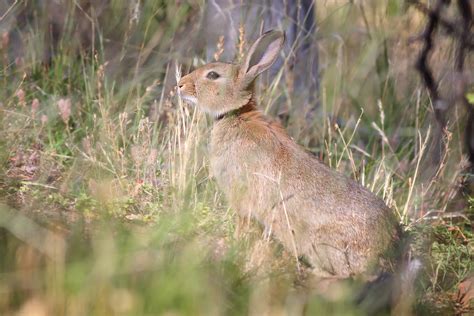 Filewild Rabbit In Grass Wikimedia Commons