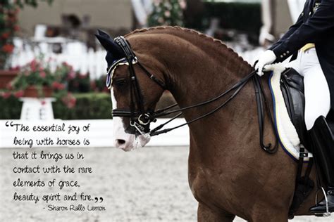 Enjoy our dressage quotes collection. Dressage Quote | Horses, Dressage, Horse riding quotes