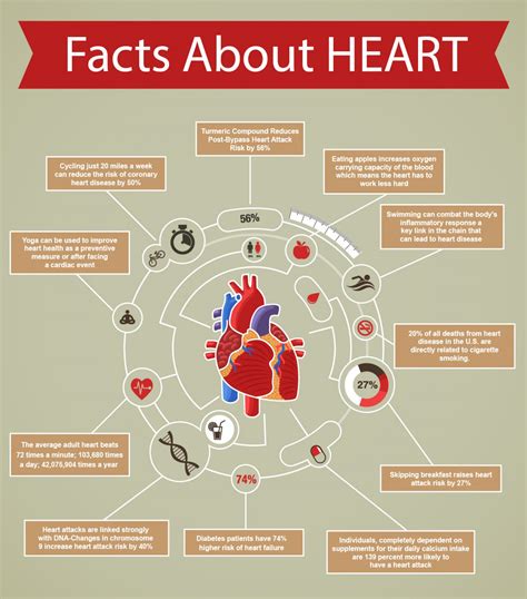 Infographic Facts About Heart