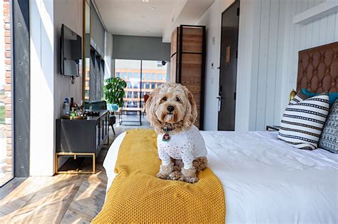 Pet Friendly Hotels In The Us With Outstanding Facilities And Service