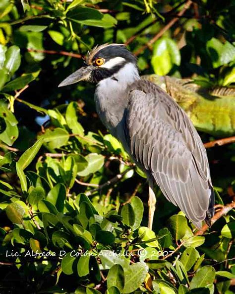 Yellow Crowned Night Heron