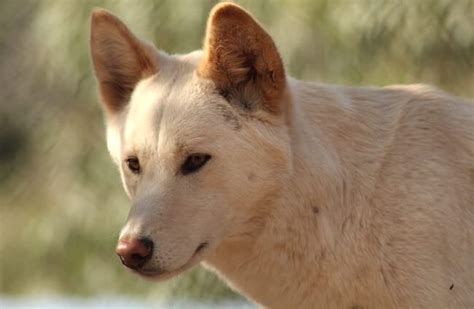 Dingo Description Habitat Image Diet And Interesting Facts